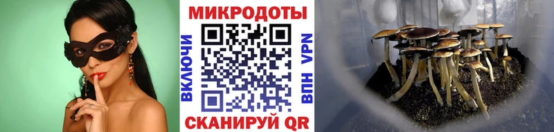 купить  сайты  Бабаево  Псилоцибиновые грибы Psilocybe 